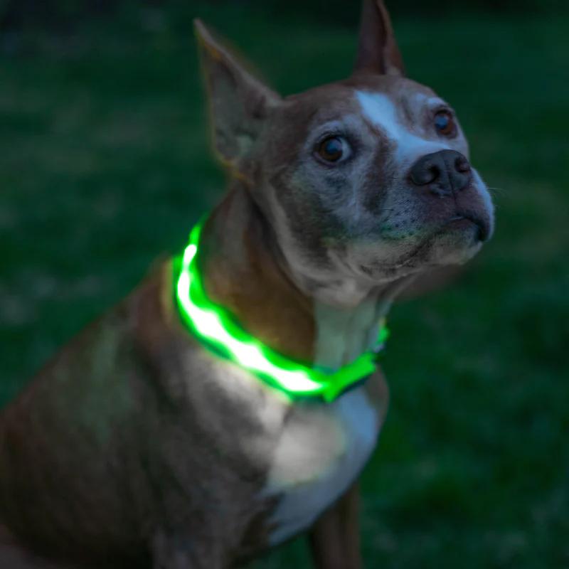 Фото 2 Ошейник с подсветкой для собак L на батарейках UFT PET LED 1 Green